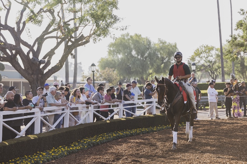 Year of the Horse: Powering California’s Economy, Culture, and Future